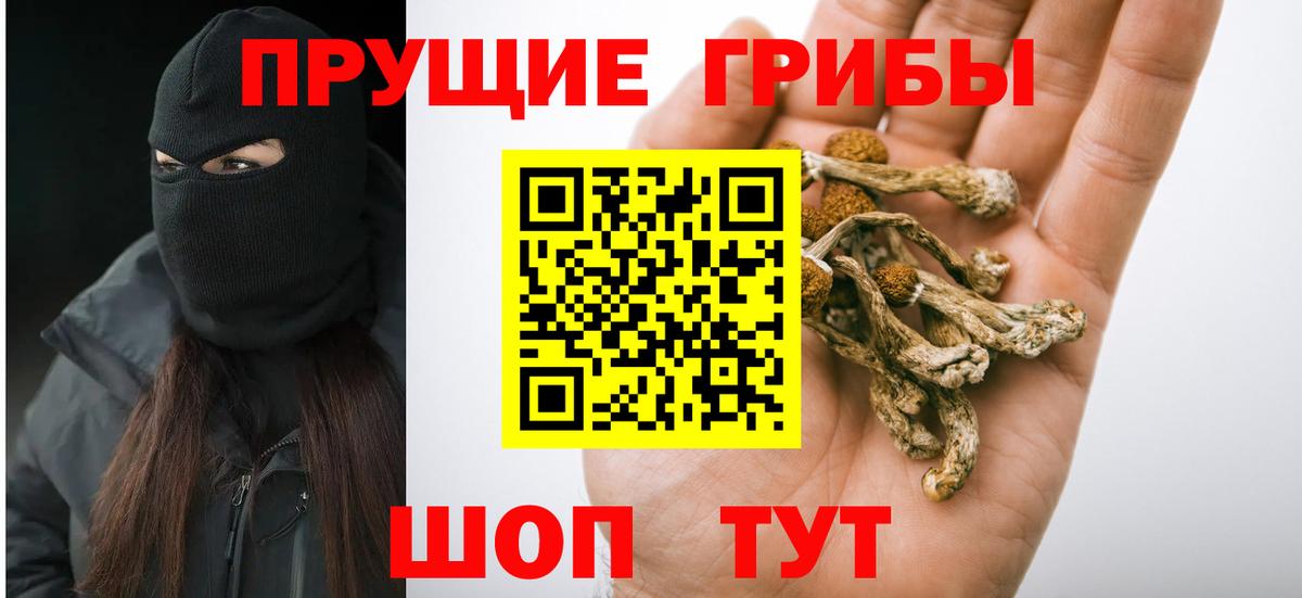 Славгород  Галлюциногенные грибы Psilocybine cubensis  Вход с VPN 